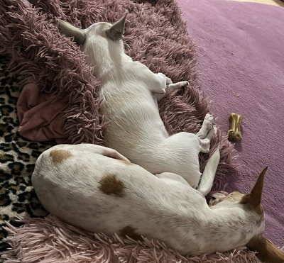 PUNKTI Amy, Chihuahuamix - Hündin