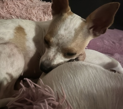 PUNKTI Amy, Chihuahuamix - Hündin