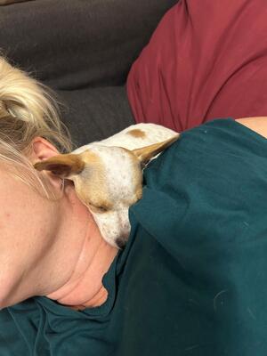 PUNKTI Amy, Chihuahuamix - Hündin