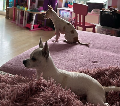 PUNKTI Amy, Chihuahuamix - Hündin