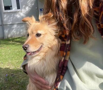 PUNTINO, Spitzmischling - Rüde