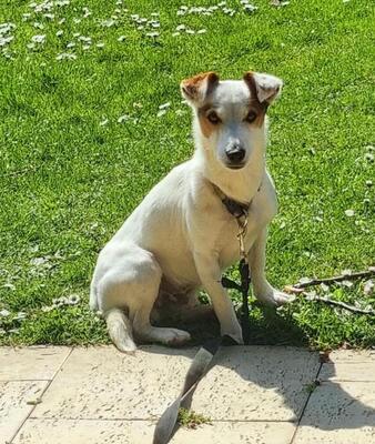 PURITO, Jackrussellmix - Rüde