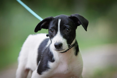 Pablito, Mischling Welpen - Rüde