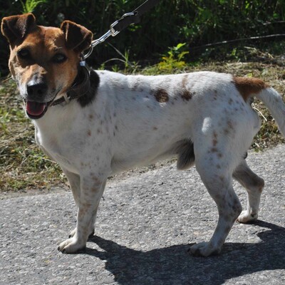 🐶Pablo Foxterrier-Mischlingsrüde genießt unsere Gesellschaft und liebt es uns zu folgen und er ist immer neugierig und möchte überall dabei sein 🐶, Foxterrier Mischling - Rüde 1