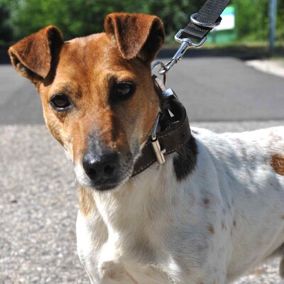 🐶Pablo Foxterrier-Mischlingsrüde genießt unsere Gesellschaft und liebt es uns zu folgen und er ist immer neugierig und möchte überall dabei sein 🐶, Foxterrier Mischling - Rüde