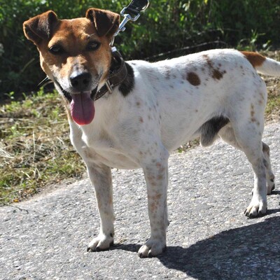 🐶Pablo Foxterrier-Mischlingsrüde genießt unsere Gesellschaft und liebt es uns zu folgen und er ist immer neugierig und möchte überall dabei sein 🐶, Foxterrier Mischling - Rüde