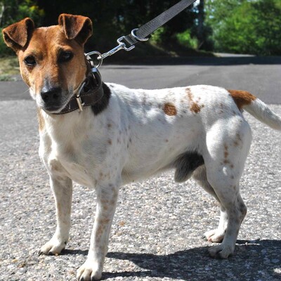 🐶Pablo Foxterrier-Mischlingsrüde genießt unsere Gesellschaft und liebt es uns zu folgen und er ist immer neugierig und möchte überall dabei sein 🐶, Foxterrier Mischling - Rüde