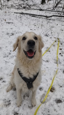 Pablo, Golden Retriever - Rüde