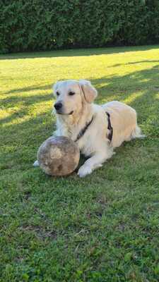 Pablo, Golden Retriever - Rüde