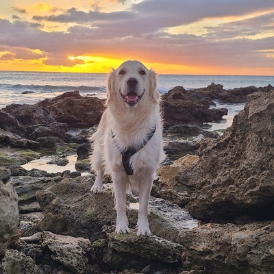 Pablo, Golden Retriever - Rüde