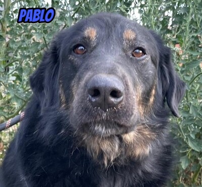 Pablo, Mischling - Rüde