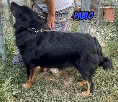 Pablo, Mischling - Rüde