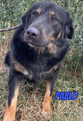 Pablo, Mischling - Rüde