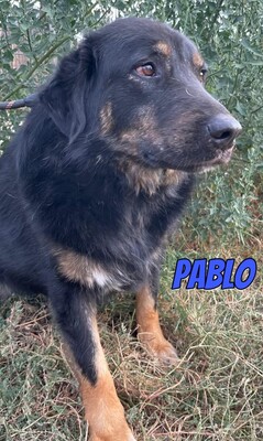Pablo, Mischling - Rüde