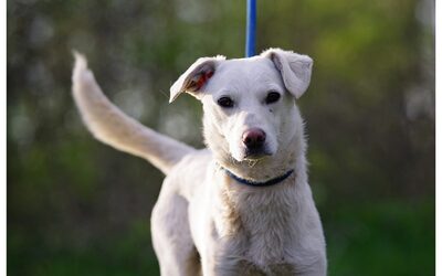 Pablo, Mischling Welpen - Rüde