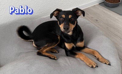 Pablo, Pinscher - Rüde
