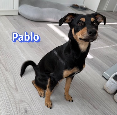Pablo, Pinscher - Rüde