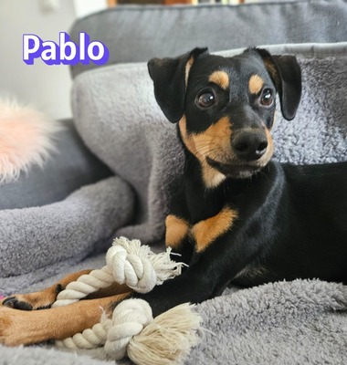 Pablo, Pinscher - Rüde