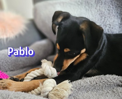Pablo, Pinscher - Rüde
