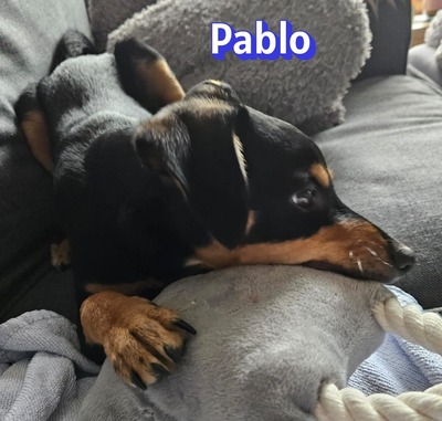 Pablo, Pinscher - Rüde
