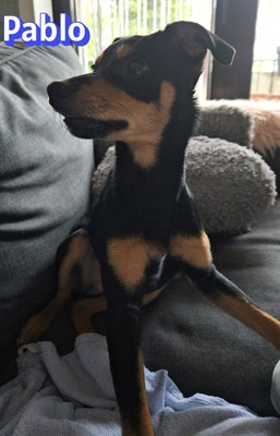 Pablo, Pinscher - Rüde
