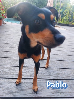 Pablo, Pinscher - Rüde