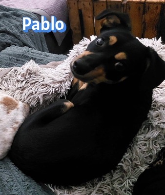Pablo, Pinscher - Rüde