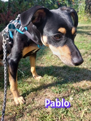 Pablo, Pinscher - Rüde