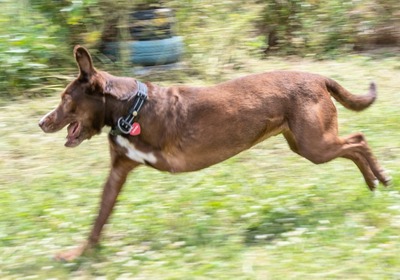 Pablo – aktiv und sportlich trotz Handicap, Mischling - Rüde