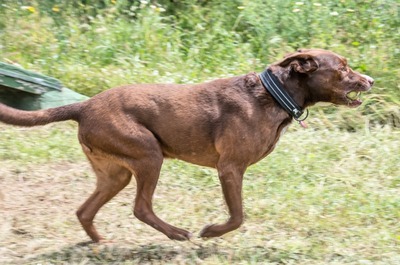 Pablo – aktiv und sportlich trotz Handicap, Mischling - Rüde