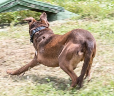 Pablo – aktiv und sportlich trotz Handicap, Mischling - Rüde