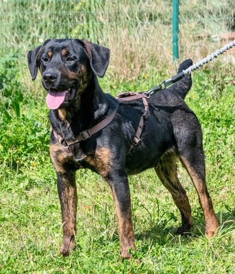 Pablo – ein aufgeweckter toller Junghund, Mischling - Hündin
