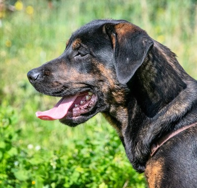 Pablo – ein aufgeweckter toller Junghund, Mischling - Rüde