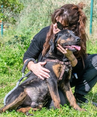 Pablo – ein aufgeweckter toller Junghund, Mischling - Rüde