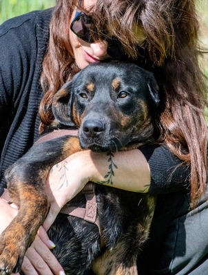 Pablo – ein aufgeweckter toller Junghund, Mischling - Rüde