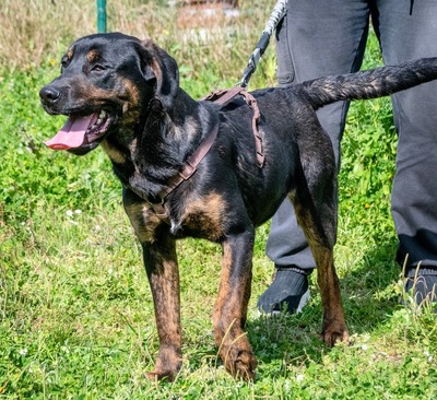 Pablo – ein aufgeweckter toller Junghund, Mischling - Rüde