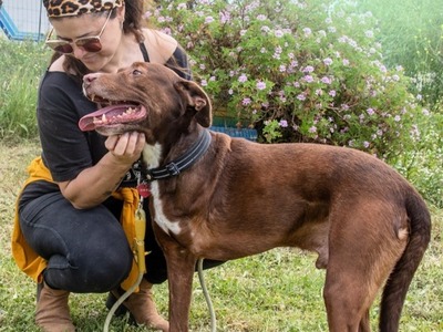 Pablo – fit trotz Handicap, Mischling - Rüde