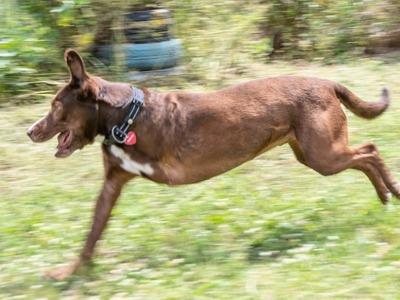 Pablo – fit trotz Handicap, Mischling - Rüde