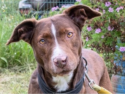 Pablo – fit trotz Handicap, Mischling - Rüde