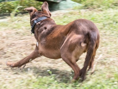 Pablo – fit trotz Handicap, Mischling - Rüde