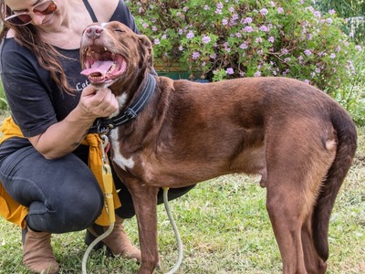 Pablo – fit trotz Handicap, Mischling - Rüde