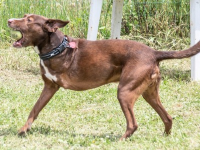 Pablo – fit trotz Handicap, Mischling - Rüde