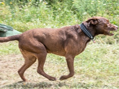 Pablo – fit trotz Handicap, Mischling - Rüde