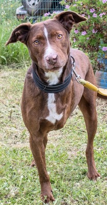 Pablo – fit trotz Handicap, Mischling - Rüde