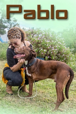 Pablo – fit trotz Handicap, Mischling - Rüde