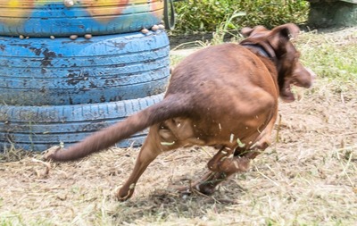 Pablo – fit trotz Handicap, Mischling - Rüde