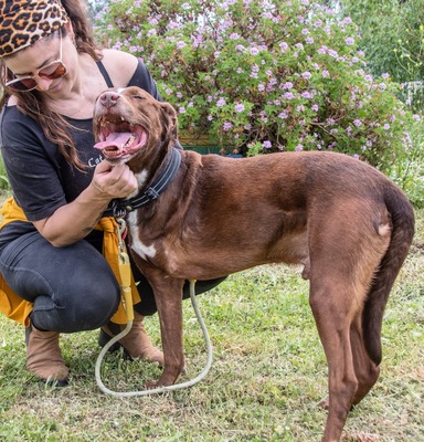Pablo – fit trotz Handicap, Mischling - Rüde