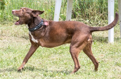 Pablo – fit trotz Handicap, Mischling - Rüde