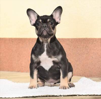 Pablo sucht geeignetes Zuhause, Franz. Bulldogge Welpen - Rüde