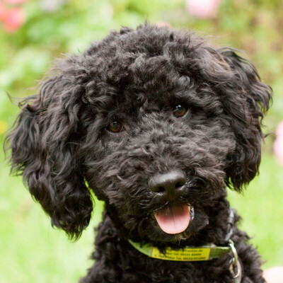 Pacco Pu, Pudel - Rüde